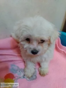 Morkies and maltese for sale