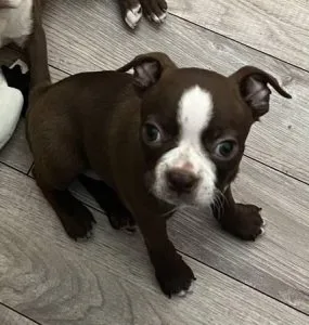 Adorable Boston terrier puppies