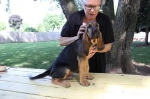 Super adorable Bloodhound Puppies.