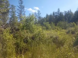 5 Acres In Palmyra Maine