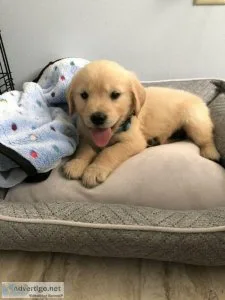 PUREBRED GOLDEN RETRIEVER PUPPIES AKC REGISTERED