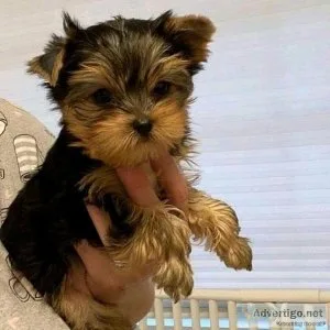 Outstanding teacup Yorkshire terrier puppies for sale