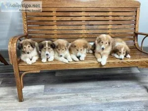 Collie pups