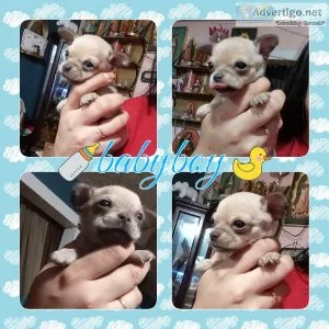 Tiny tcup chihuahua