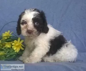 Absolutely Gorgeous F2 Mini Labradoodle Puppies