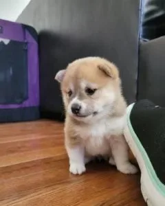 VXXT Shiba inu