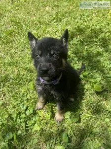 German Shepherd Husky Mix