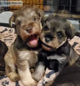 Mini schnauzers