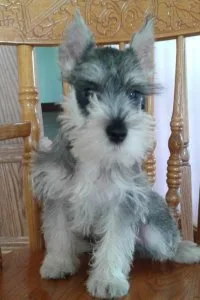 Miniature Schnauzer Puppies