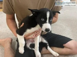 Border CollieHusky Puppies