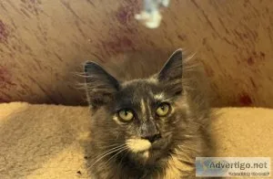Fluffy blue Russian mix kitty