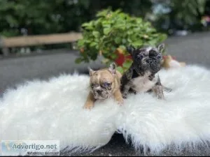 Pure French bulldogs Puppies for sale