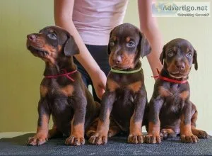 Healthy Doberman puppies