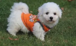 AKC white Bichon Frise puppies for sale