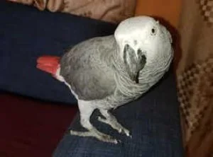 Super Cuddly Very Tame Talking African Grey