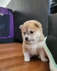 XVI Shiba inu