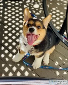 Corgi Welsh Puppies Available