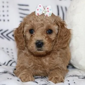 standard poodle