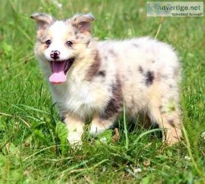 AKC Australian Shepherds Puppies.