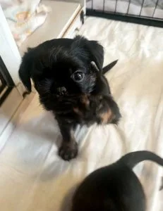 CKC Brussels Griffon puppies For Sale