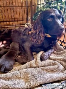 Register Borkin Spaniel puppies