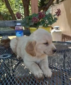 DXXVI Golden Retrievers Puppies
