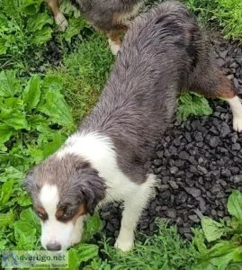 Mini Aussies  Adults and Pups available
