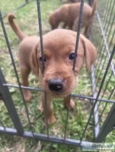 Dog for sale