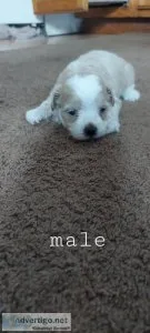 Maltipoos
