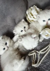 Persian Kittens Ready