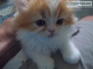 ADORABLE PERSIAN KITTENS