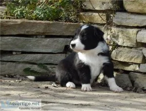 female Border Collie