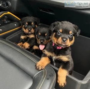 Beautiful German Rottweiler puppies for sale