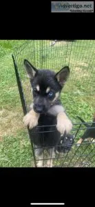 German Shepherd Husky
