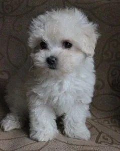 Adorable Toy Maltipoo Pups Maltese x Toy Poodle