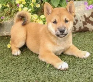 Shiba Inu Puppies Now Ready for Re-homing