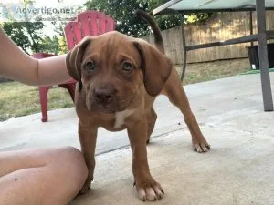 XL American Bullies