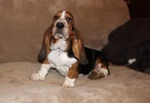 AKC Basset Hound Puppies For Sale