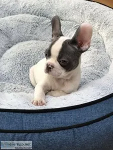 Lovely Pure Bred French Bulldog Pups Available Merle and Cream