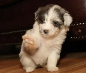 Top Healthy Aussie Doodle Puppies