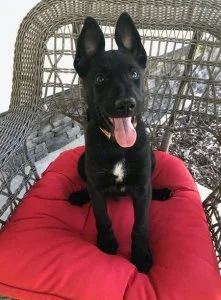 House trained Belgian Malinois puppies for sale