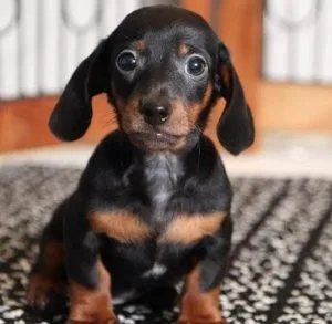 Miniature Dacshund for sale