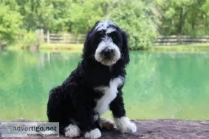 Bella Female F1b Middy to Mini Sheepadoodle