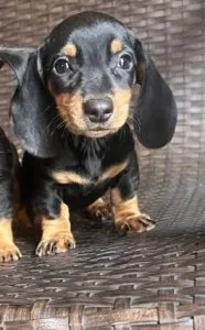 Miniature Dacshund puppies for Sale