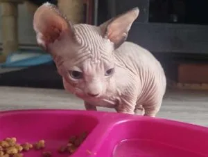 Sell canadien sphynx kittens