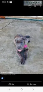 Cane corso pups