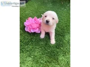 Male and Female Labrador Retriever for Rehoming