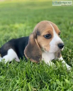 Beagle puppies ready