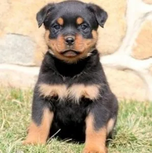 Exotic Rottweiler puppies