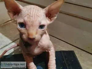 Amazing sphynx TICA registered